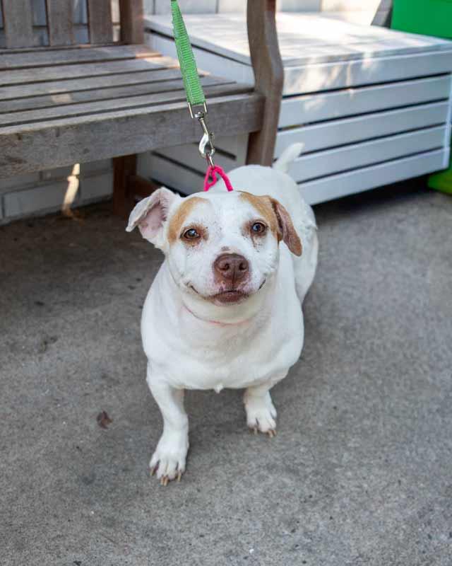 Enlarge Delilah fka Katya, an adoptable mixed breed in Kennesaw, GA image 2/6