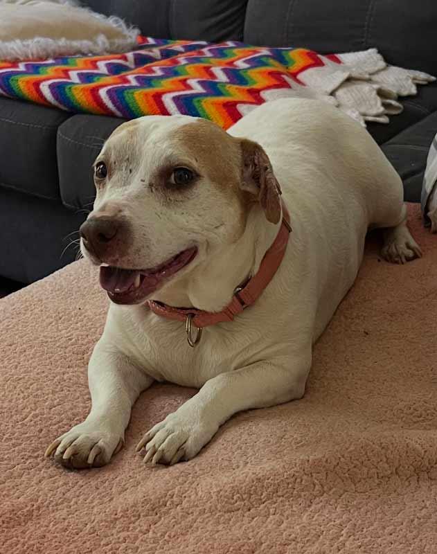 Enlarge Delilah fka Katya, an adoptable mixed breed in Kennesaw, GA image 5/6