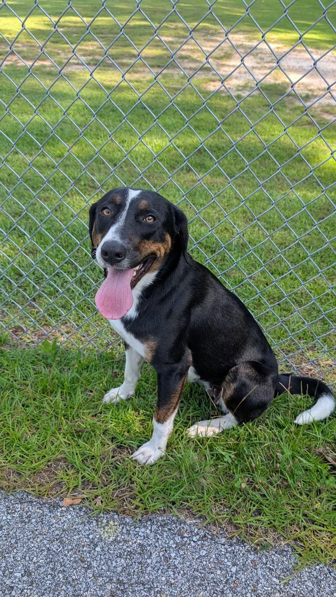 Enlarge Kay, a ADOPTABLE mixed breed in Marion, MS image 1/1