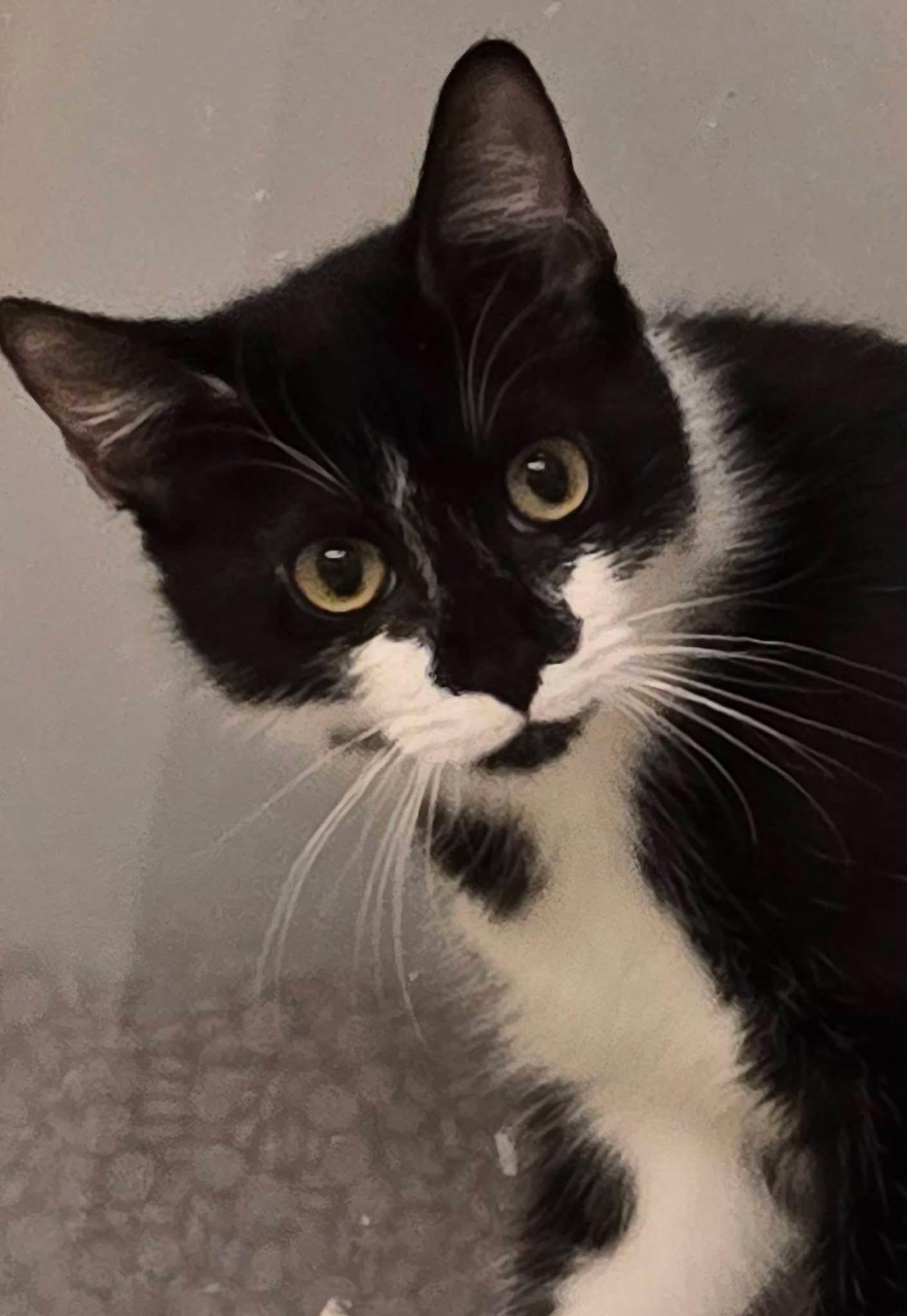 Clove, Adoptable, Young Female Domestic Short Hair.