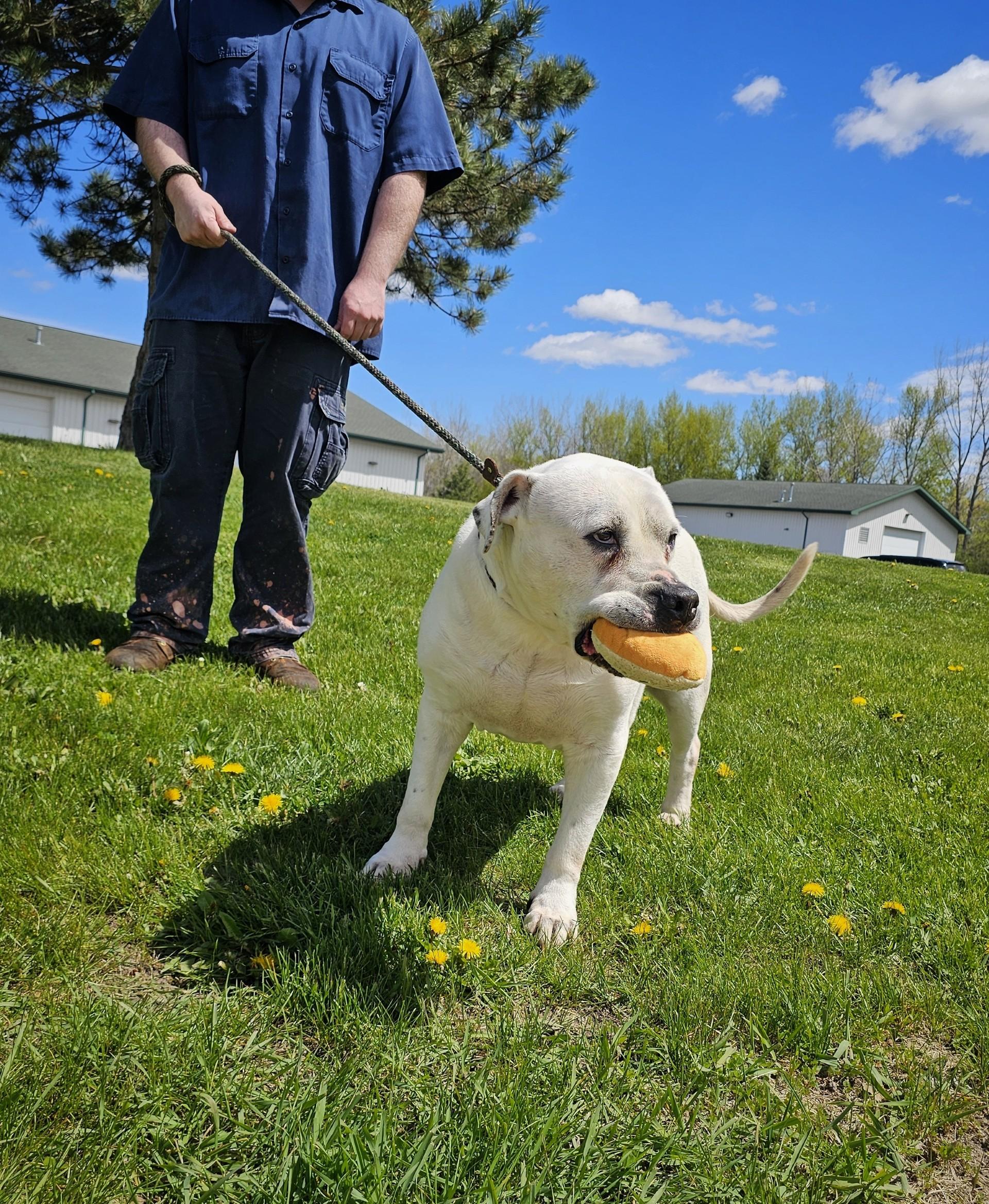 Enlarge Wilbur, a ADOPTABLE mixed breed in Bay City, MI image 2/5