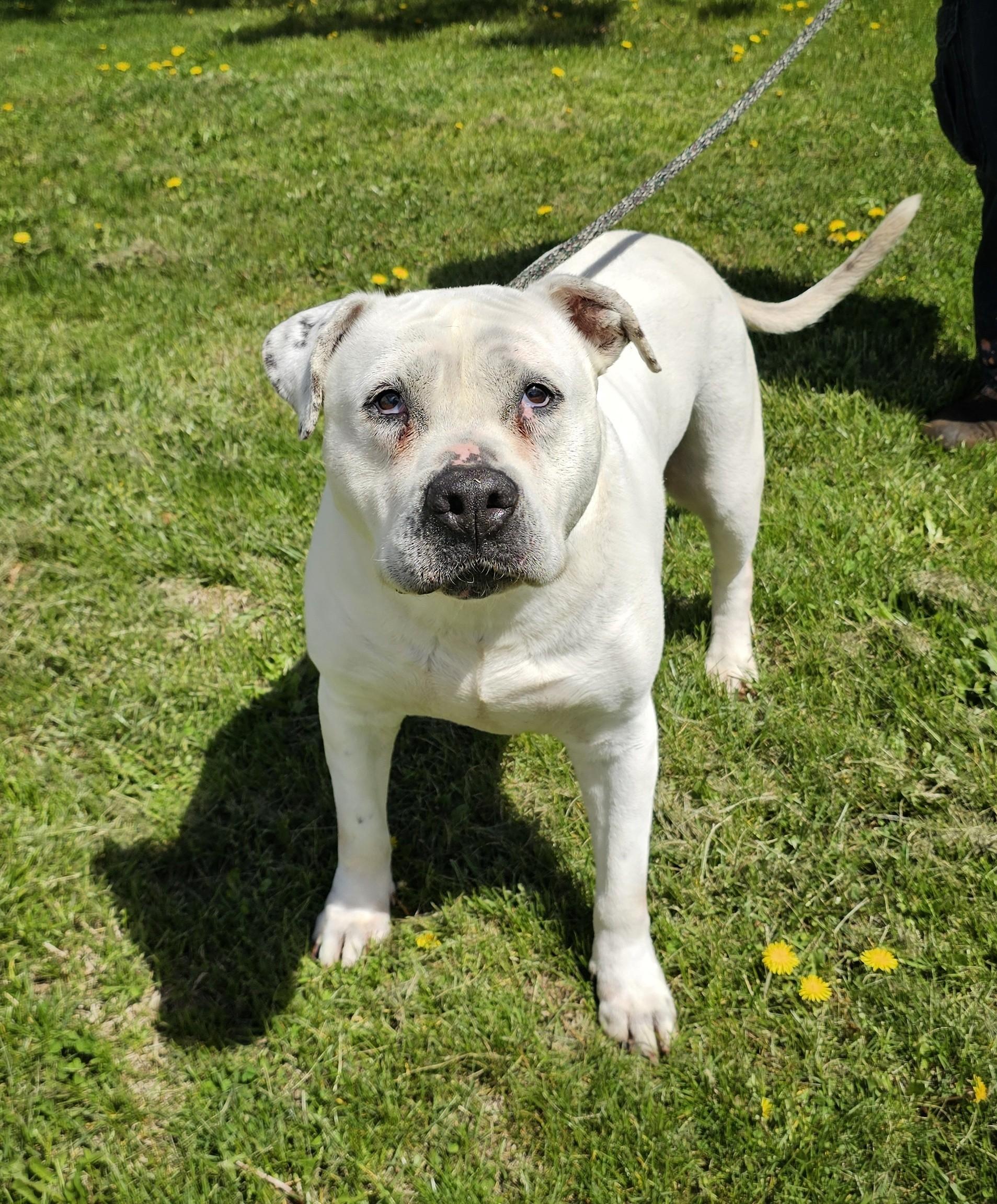 Wilbur, ADOPTABLE, Senior Male American Bulldog & Labrador Retriever.