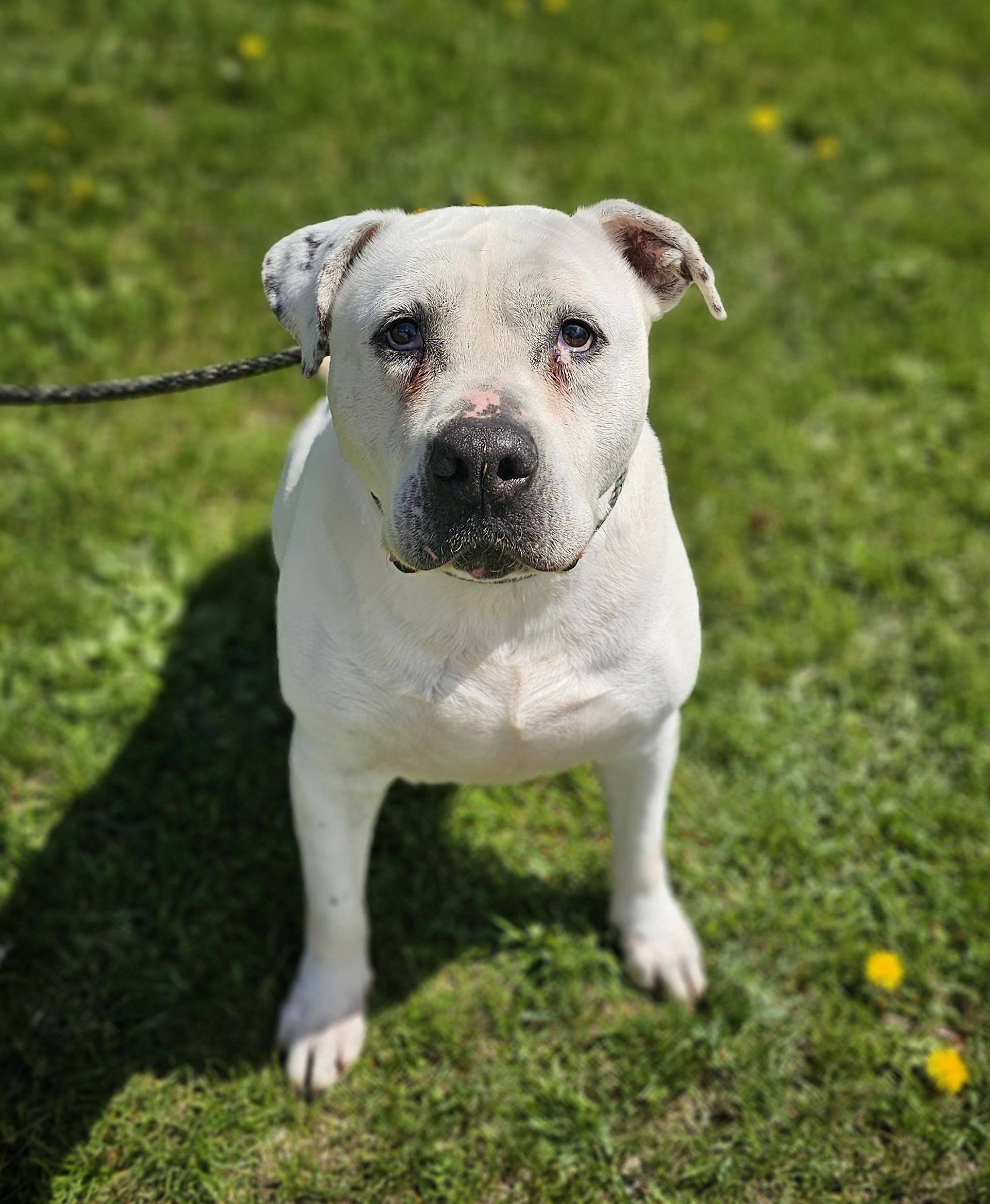 Enlarge Wilbur, a ADOPTABLE mixed breed in Bay City, MI image 5/5