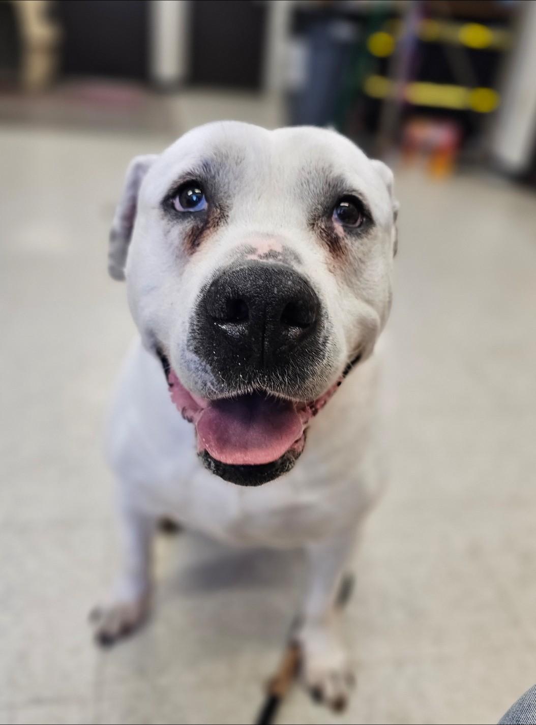 Enlarge Wilbur, a ADOPTABLE mixed breed in Bay City, MI image 3/5