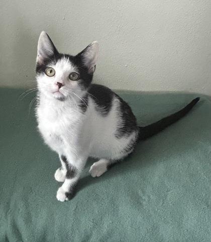 Elektra — thumbnail 2