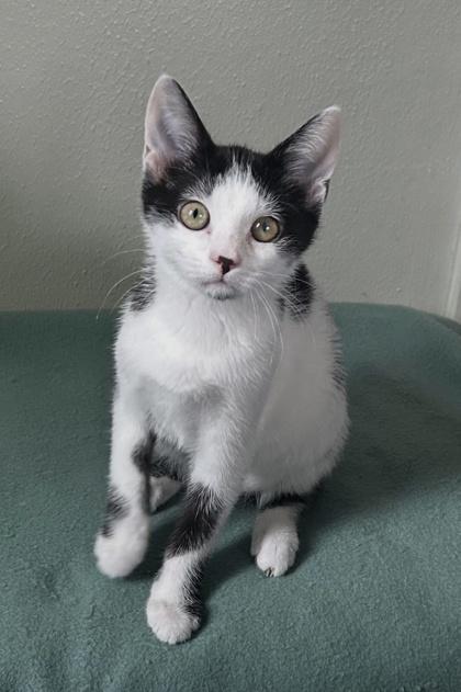 Elektra — thumbnail 3