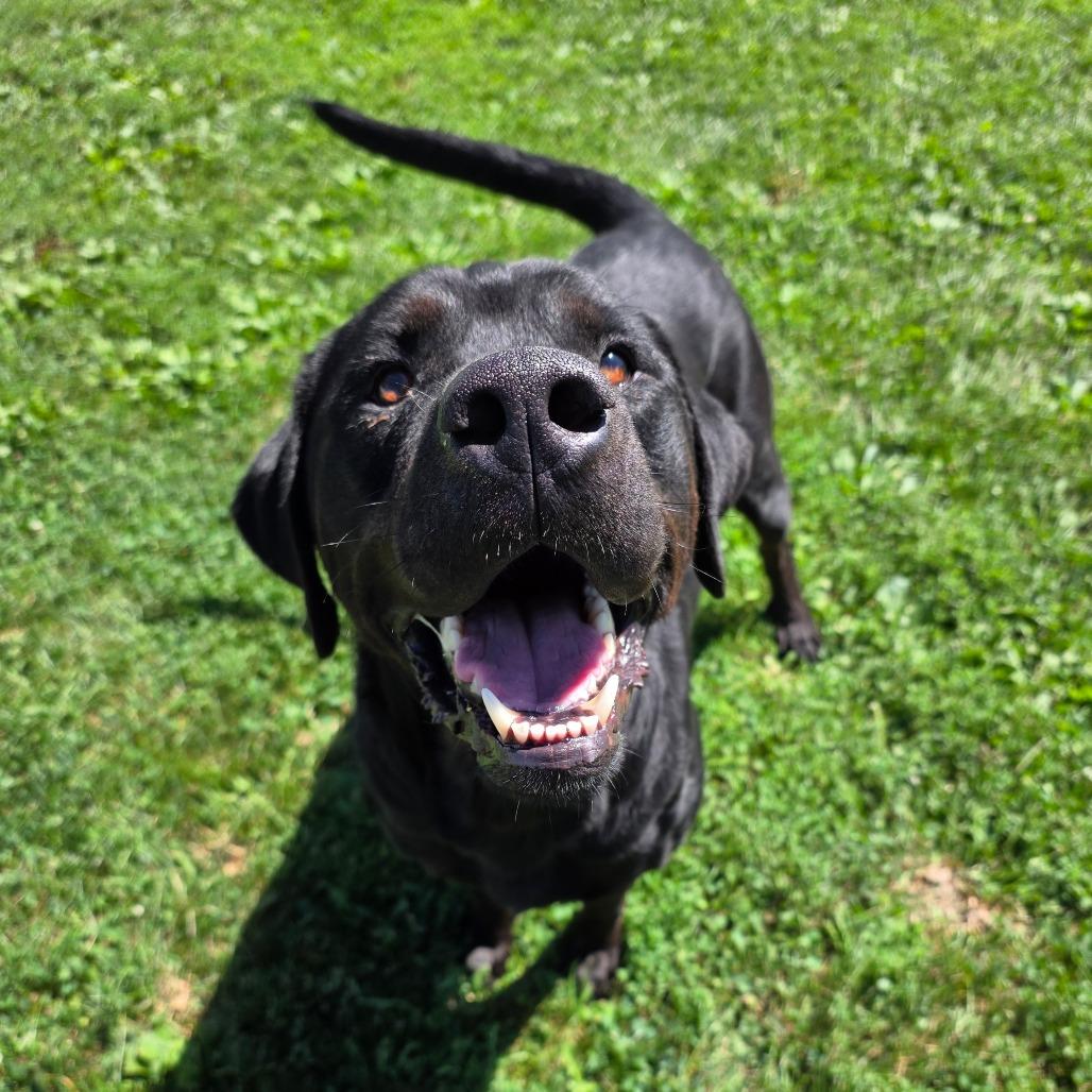 Thor, a Adoptable mixed breed in Chariton, IA image 1/6
