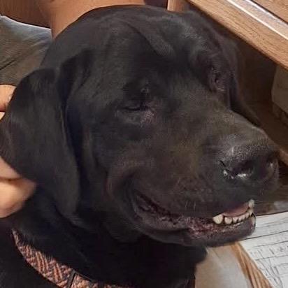 Thor, a Adoptable mixed breed in Chariton, IA image 6/6