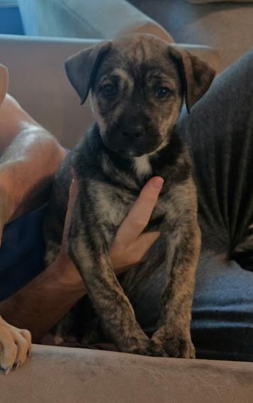 Enlarge Magenta, a Adoptable mixed breed in South Elgin, IL image 3/3