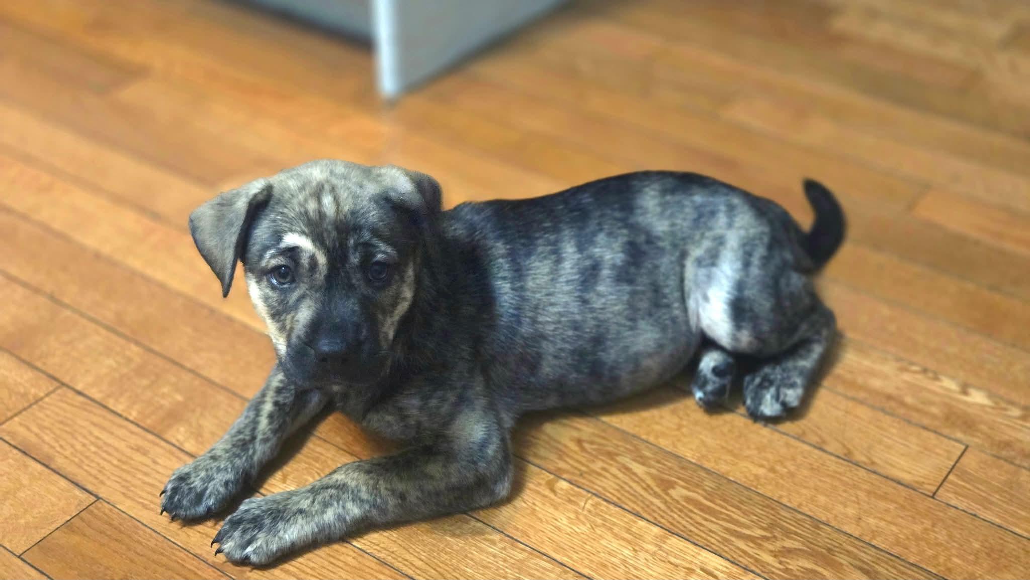 Enlarge Magenta, a Adoptable mixed breed in South Elgin, IL image 1/3