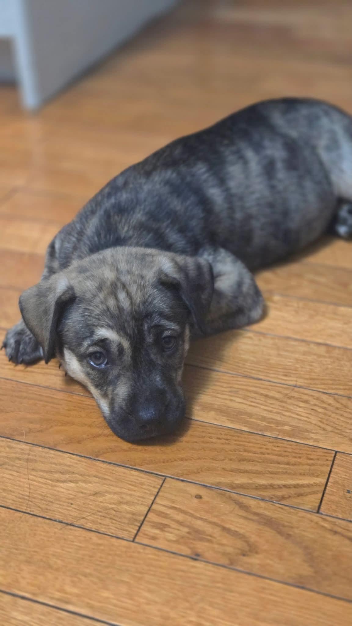 Enlarge Magenta, a Adoptable mixed breed in South Elgin, IL image 2/3