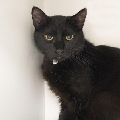 Cinder (bonded with Ember), a Adoptable mixed breed in Verona, WI image 2/3