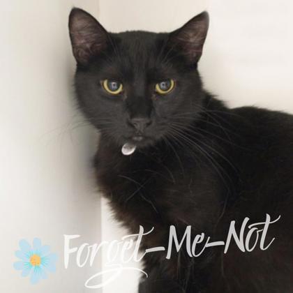 Cinder (bonded with Ember), a Adoptable mixed breed in Verona, WI image 3/3