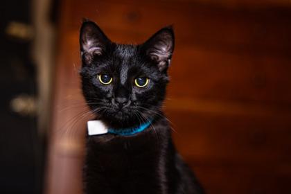 Cinder (bonded with Ember), a Adoptable mixed breed in Verona, WI image 3/3