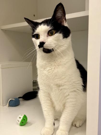 Eleven, ADOPTABLE, Senior Female Domestic Short Hair.