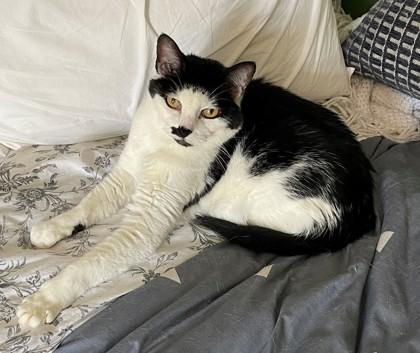 Enlarge Eleven, a ADOPTABLE Domestic Short Hair in Downers Grove, IL image 3/4