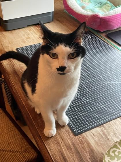 Enlarge Eleven, a ADOPTABLE Domestic Short Hair in Downers Grove, IL image 2/4