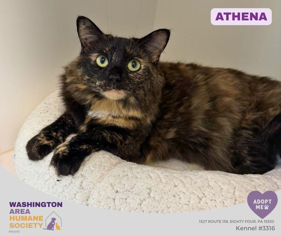 Athena, adopted, Adult Female Domestic Long Hair.