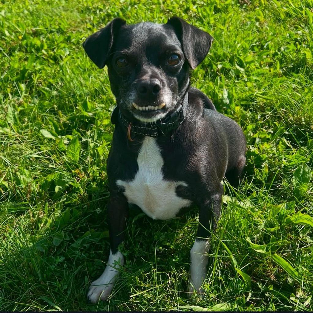 Enlarge Lazlo, a Adoptable mixed breed in Hudson, NY image 1/1