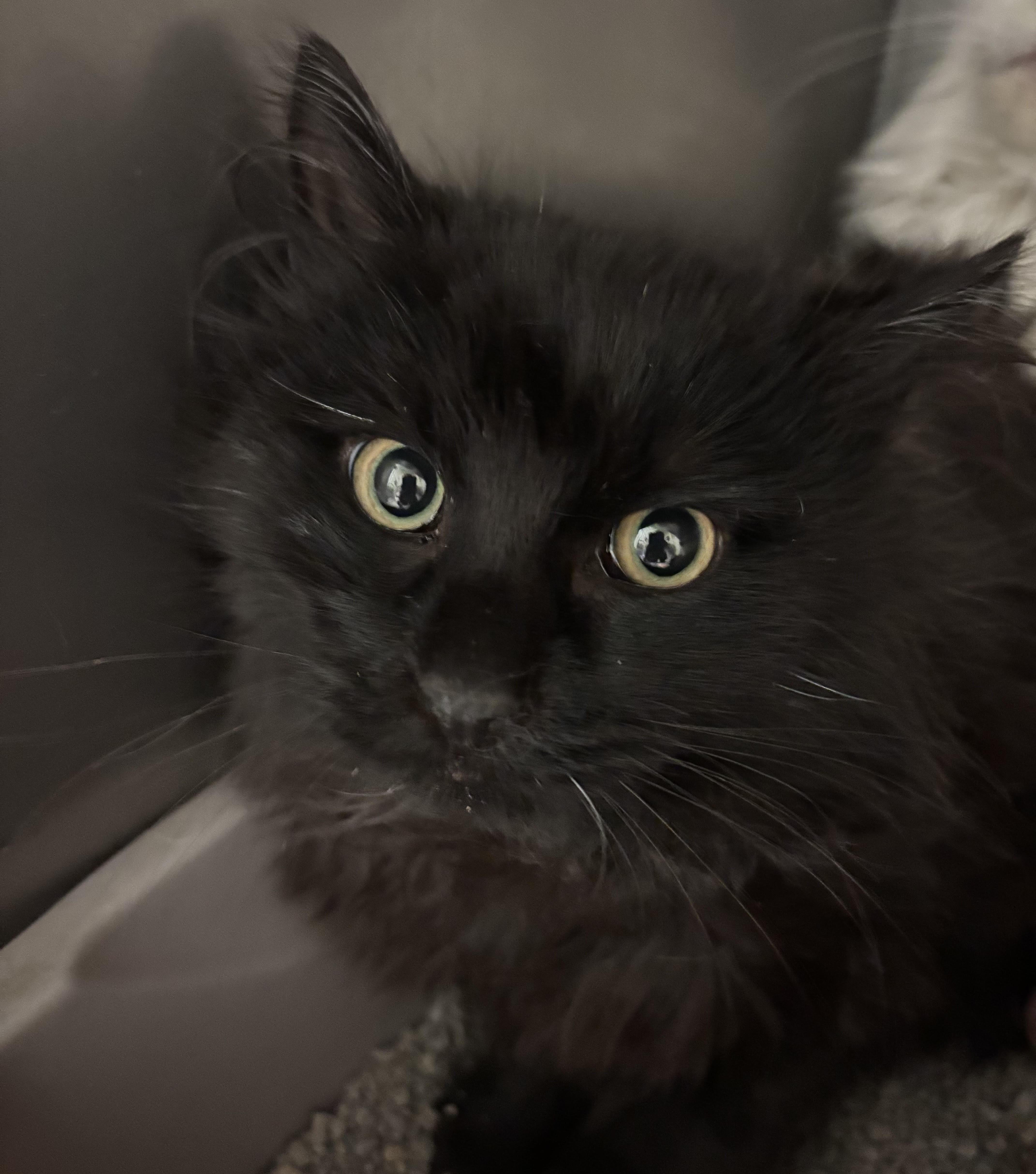 Bob, adopted, Young Male Domestic Medium Hair.