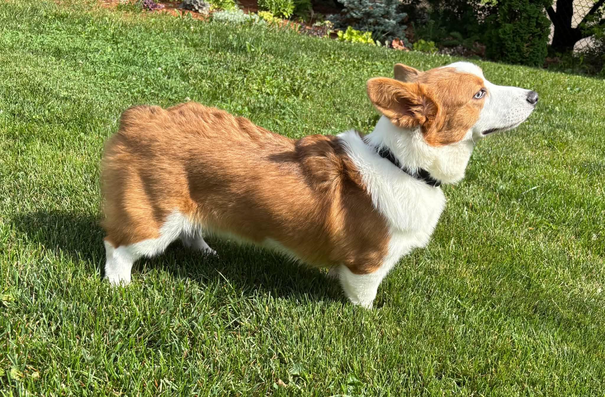 Enlarge Waldo, an adopted Pembroke Welsh Corgi in Cedar Rapids, IA image 5/6