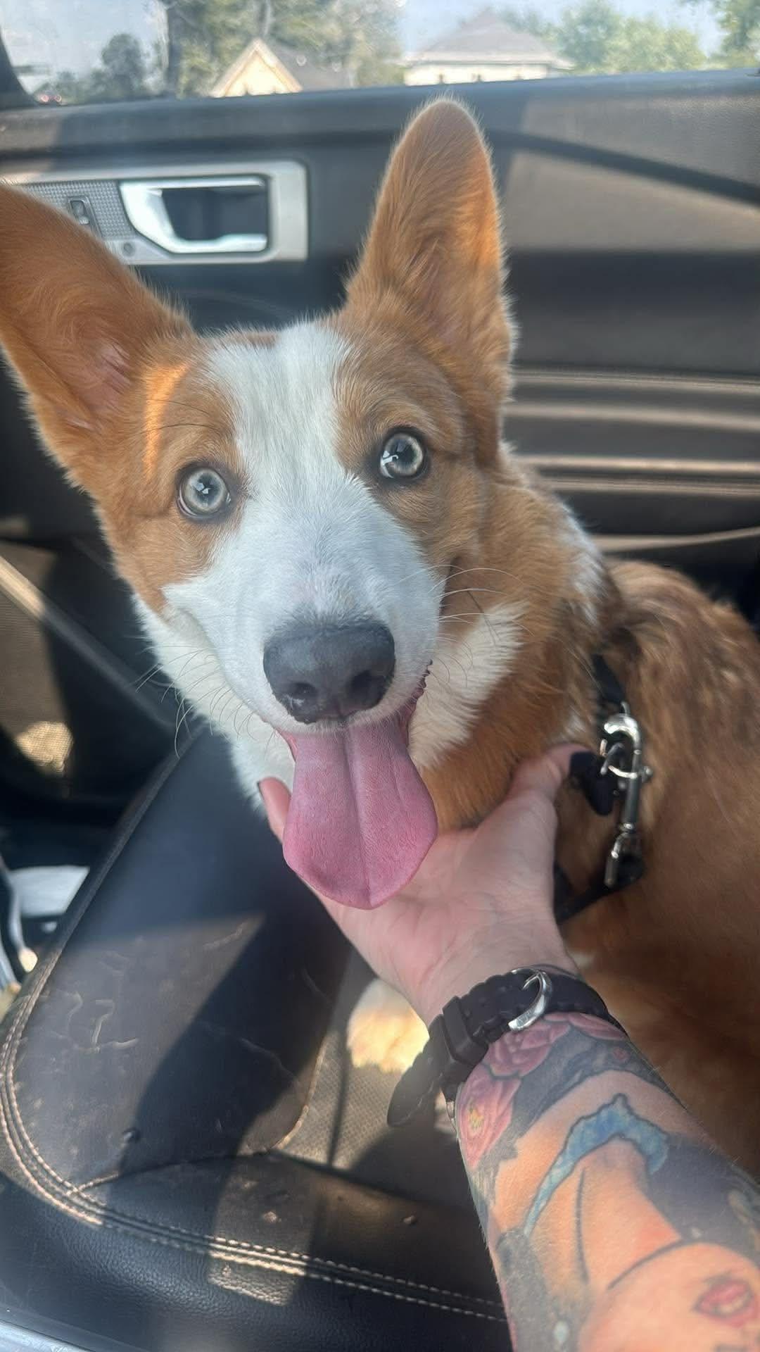 Enlarge Waldo, an adopted Pembroke Welsh Corgi in Cedar Rapids, IA image 3/6