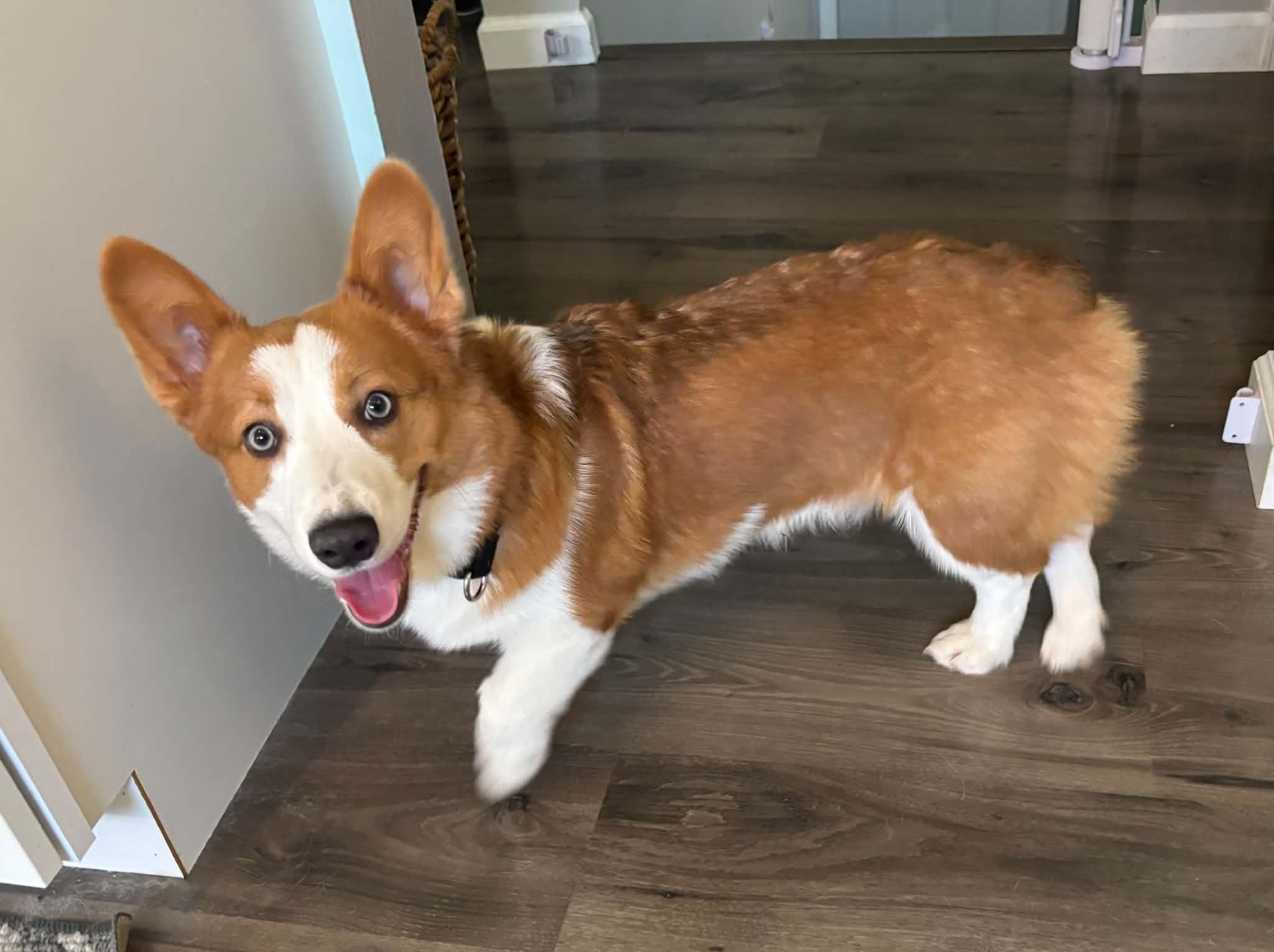 Enlarge Waldo, an adopted Pembroke Welsh Corgi in Cedar Rapids, IA image 2/6
