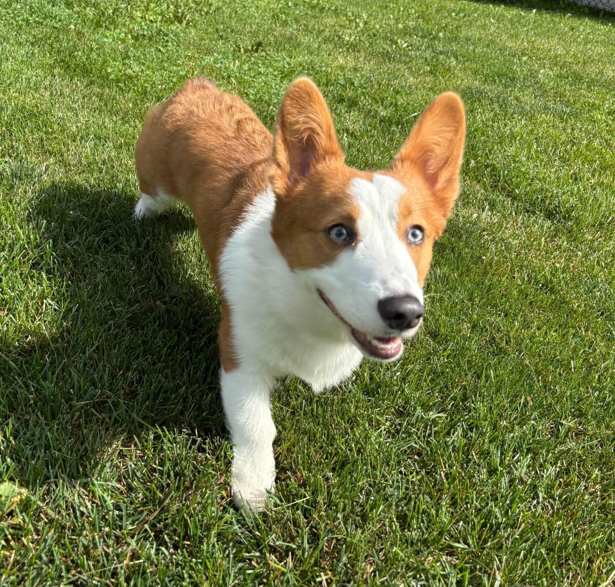 Enlarge Waldo, an adopted Pembroke Welsh Corgi in Cedar Rapids, IA image 4/6