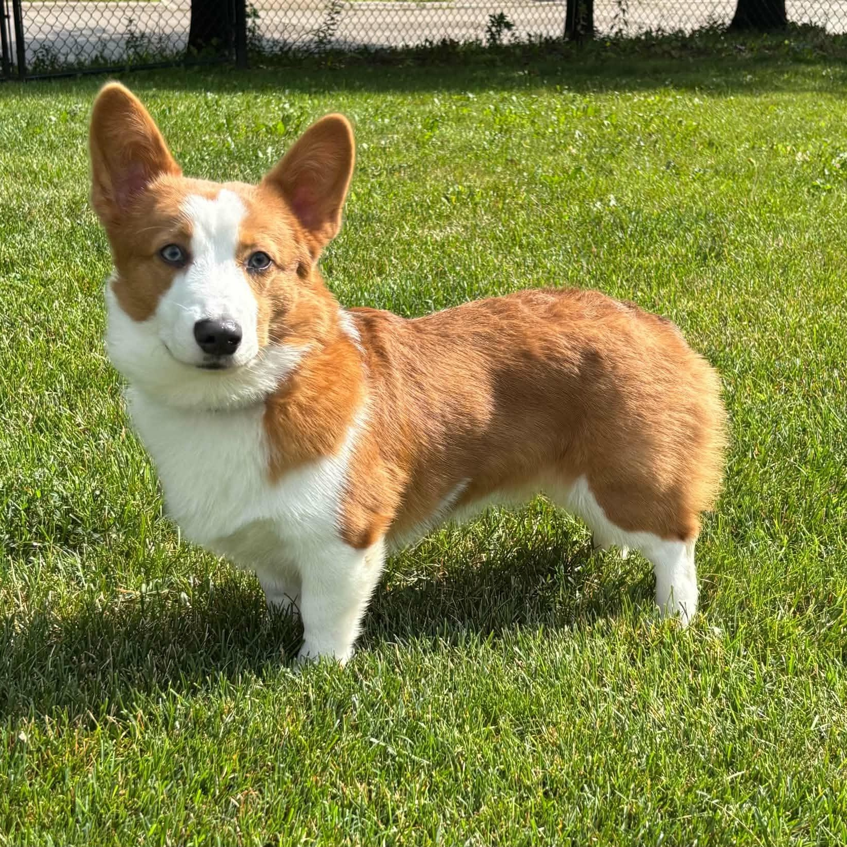 Enlarge Waldo, an adopted Pembroke Welsh Corgi in Cedar Rapids, IA image 1/6