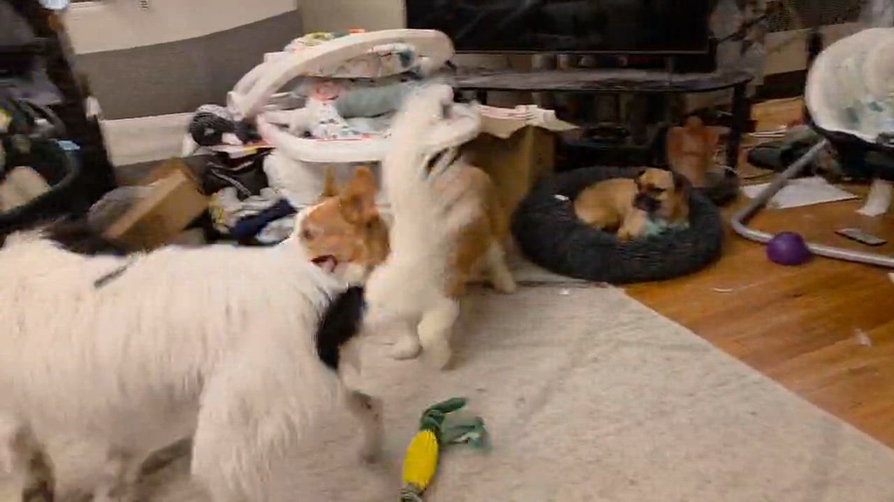 Enlarge Waldo, an adopted Pembroke Welsh Corgi in Cedar Rapids, IA video 6/6
