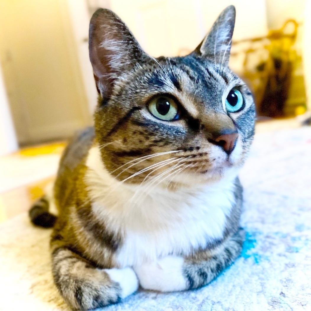 Princess Zuzu, a Adoptable Domestic Short Hair in Verona , NJ image 1/5