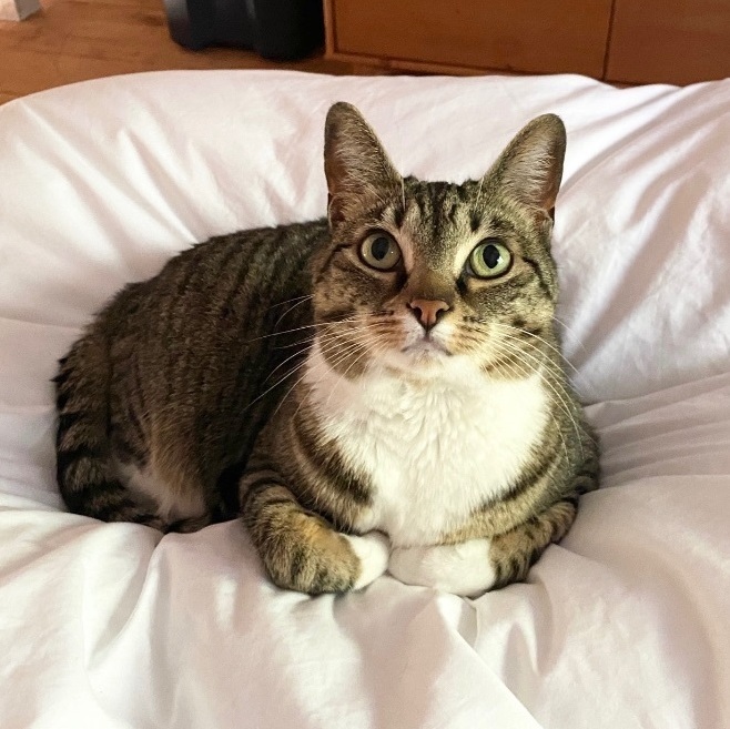 Princess Zuzu, a Adoptable Domestic Short Hair in Verona , NJ image 2/5