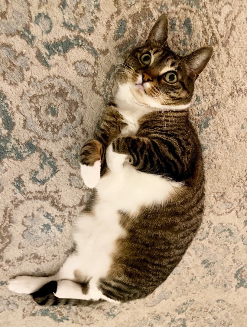 Princess Zuzu, a Adoptable Domestic Short Hair in Verona , NJ image 3/5