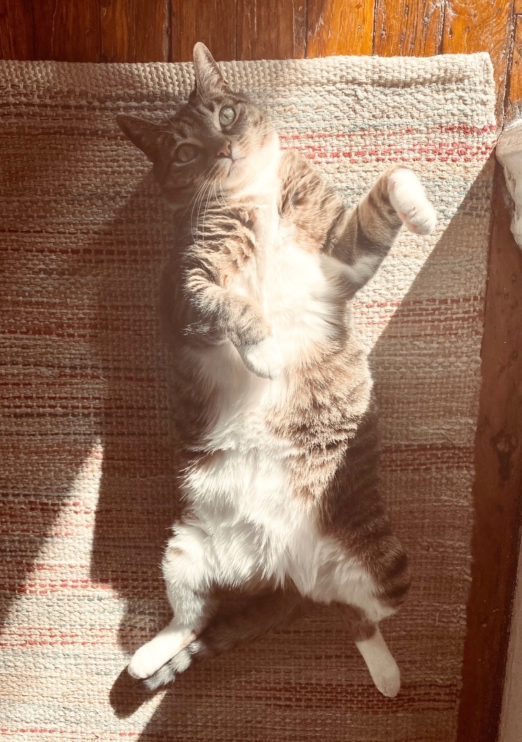 Princess Zuzu, a Adoptable Domestic Short Hair in Verona , NJ image 4/5