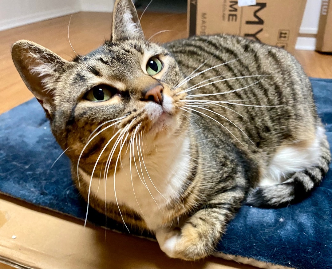 Princess Zuzu, a Adoptable Domestic Short Hair in Verona , NJ image 5/5