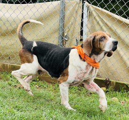 Napoleon $85 Fostered, a Adoptable mixed breed in Seneca, SC image 1/3