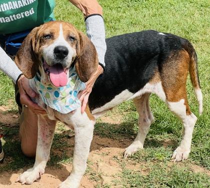 Napoleon $85 Fostered, a Adoptable mixed breed in Seneca, SC image 2/3