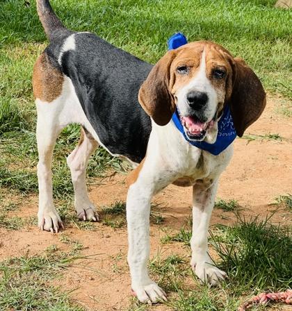 Napoleon $25 Fostered, a Adoptable mixed breed in Seneca, SC image 1/3