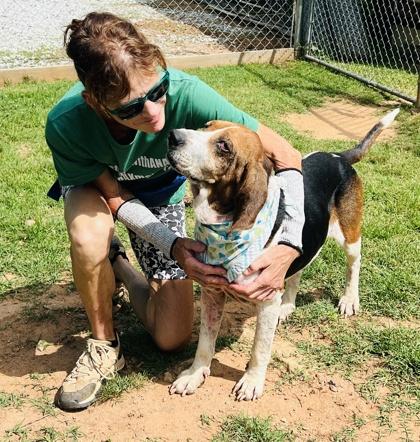Napoleon $25 Fostered, a Adoptable mixed breed in Seneca, SC image 2/3