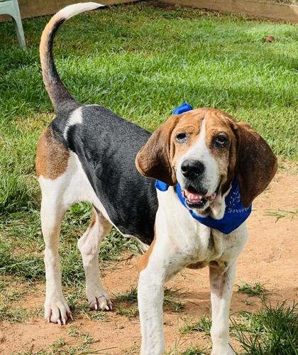 Napoleon $25 Fostered, a Adoptable mixed breed in Seneca, SC image 3/3