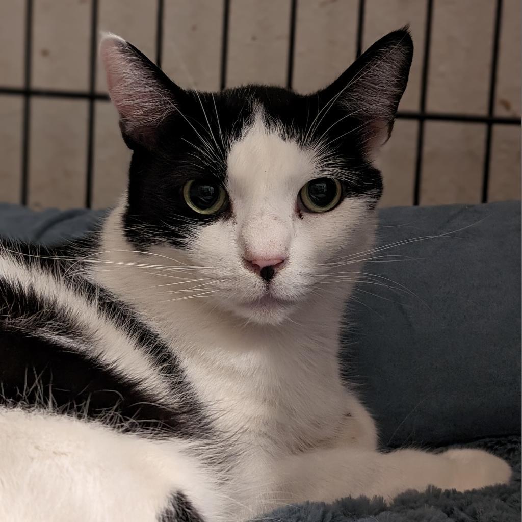 Enlarge Odin, a Adoptable Domestic Short Hair in Garden Grove, CA image 1/3