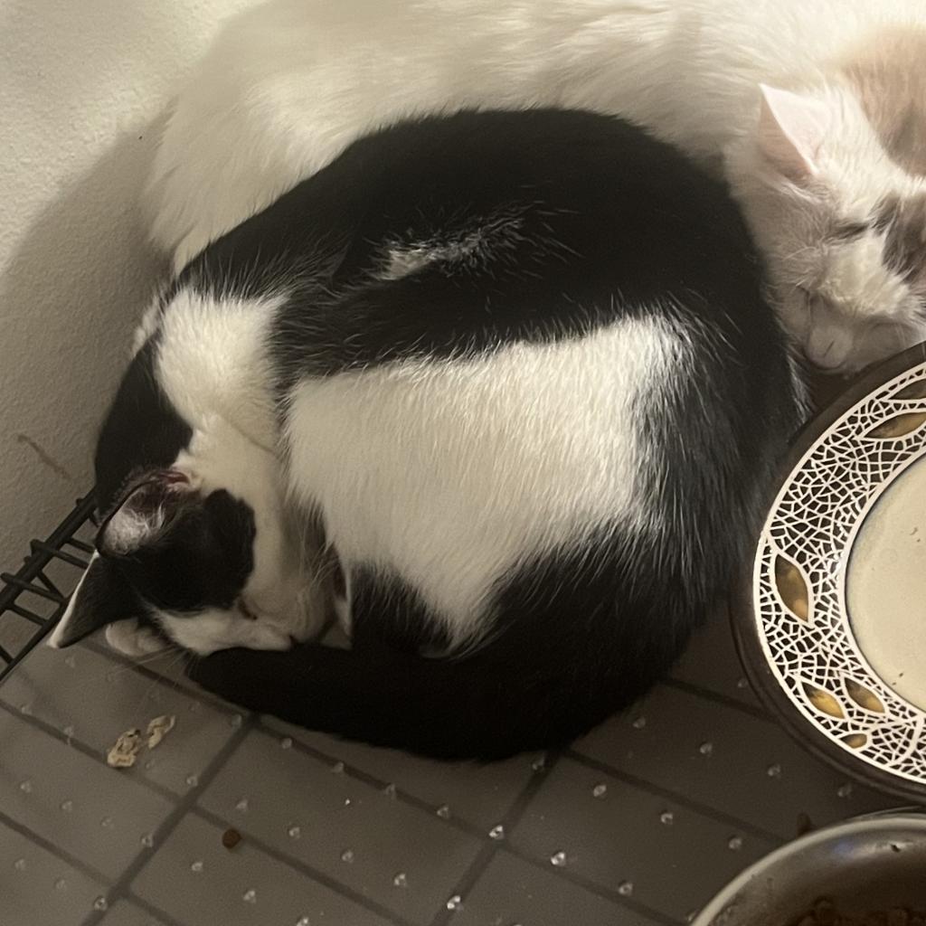 Enlarge Odin, a Adoptable Domestic Short Hair in Garden Grove, CA image 2/3