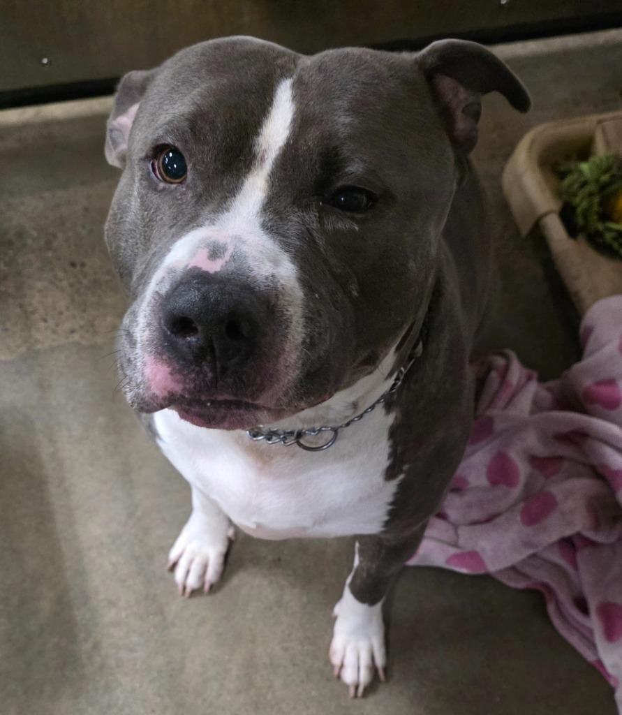 Capone, Adoptable, Adult Male American Bulldog.