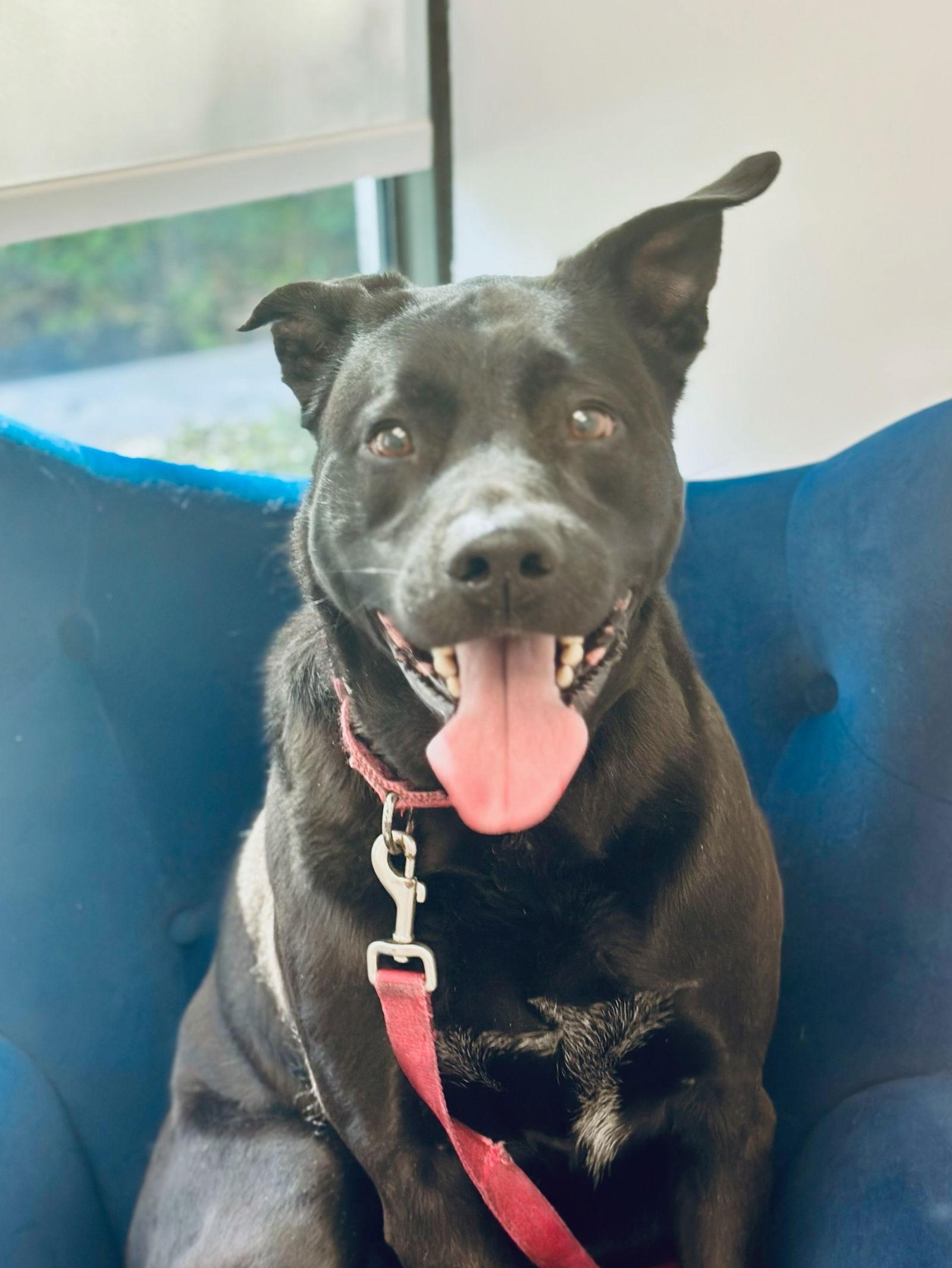 Coby, Adoptable, Adult Male Labrador Retriever.