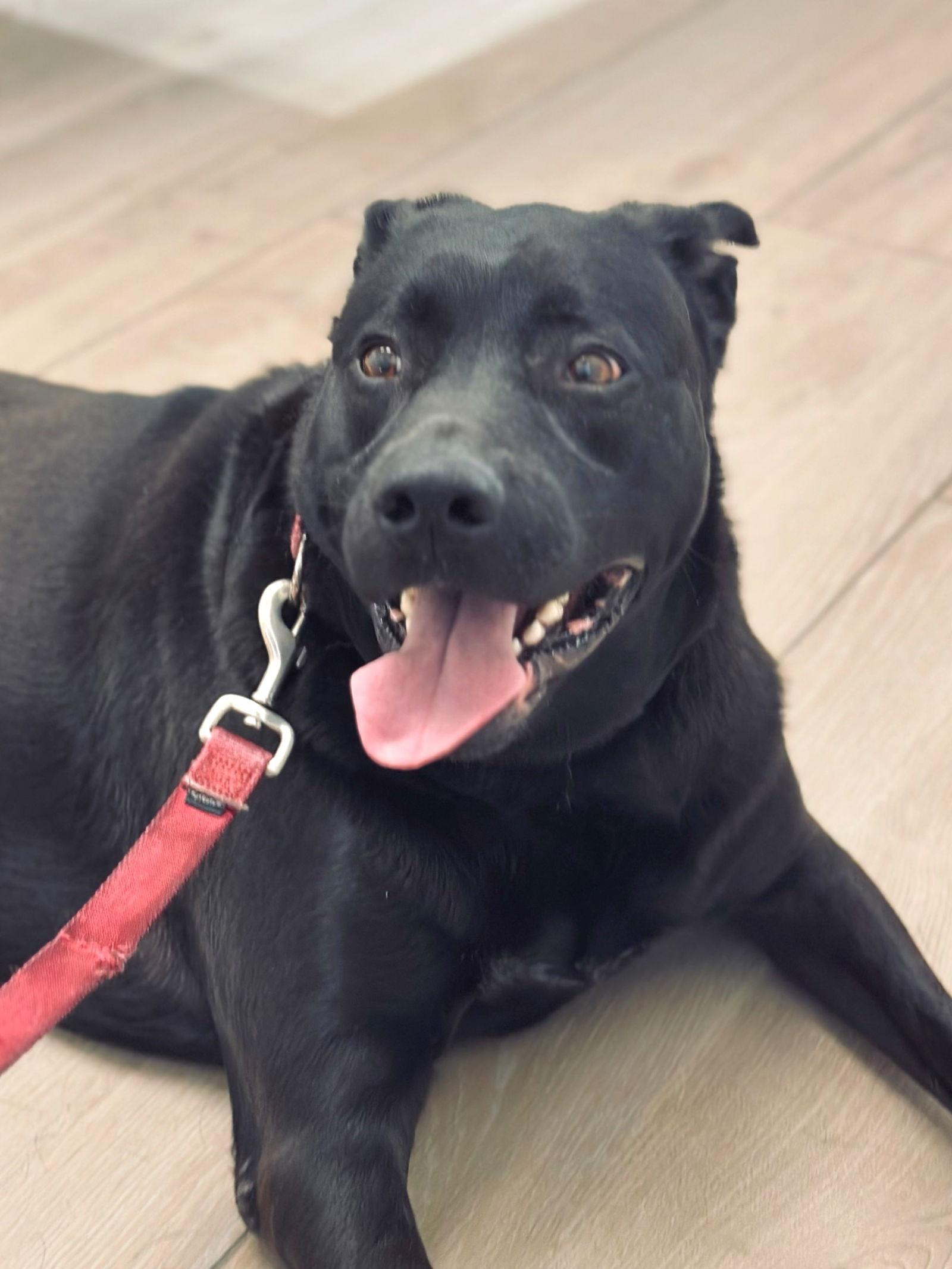 Coby, a Adoptable Labrador Retriever in Royal Palm Beach, FL image 2/3