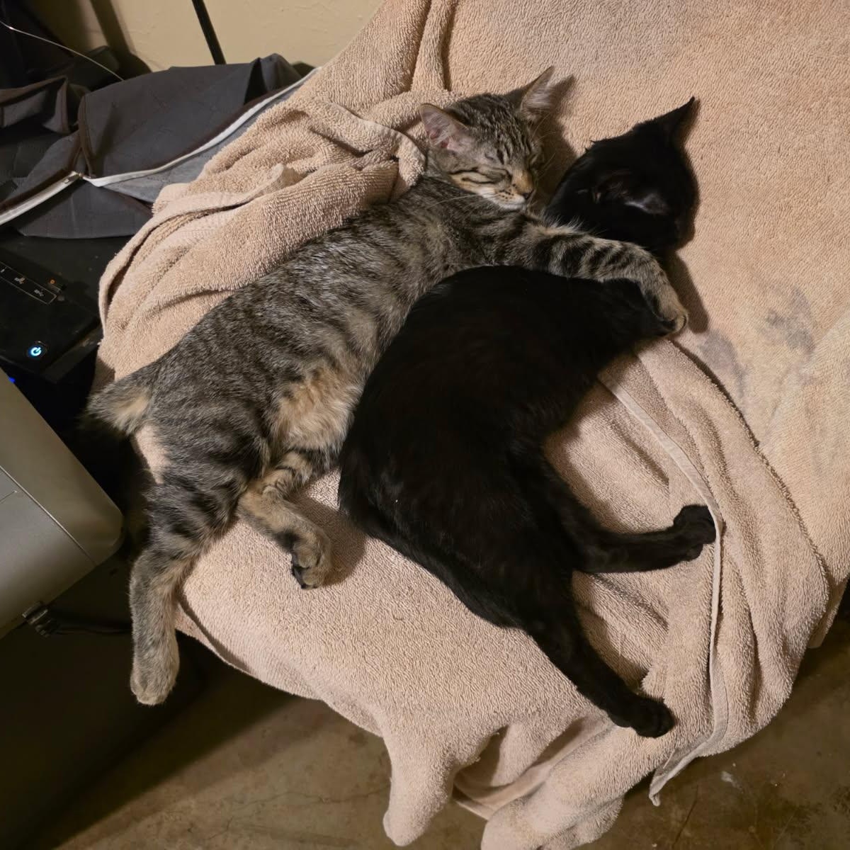 Enlarge ITTY BITTY , a ADOPTABLE mixed breed in Fletcher, OK image 4/6