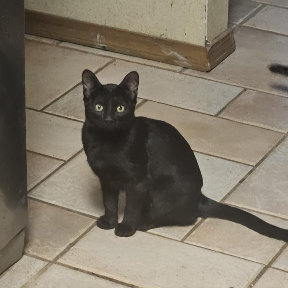 Enlarge ITTY BITTY , a ADOPTABLE mixed breed in Fletcher, OK image 2/6