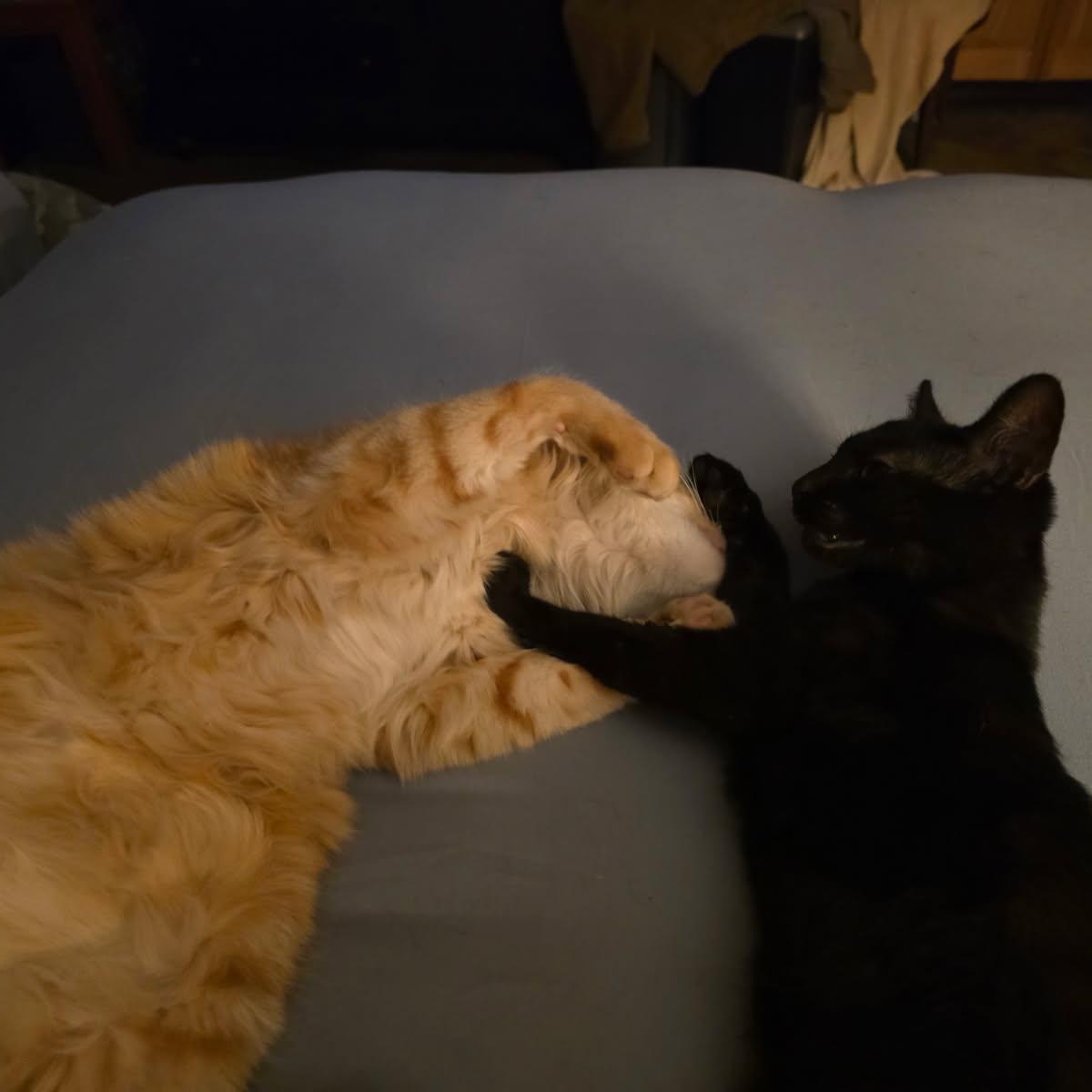 Enlarge ITTY BITTY , a ADOPTABLE mixed breed in Fletcher, OK image 3/6