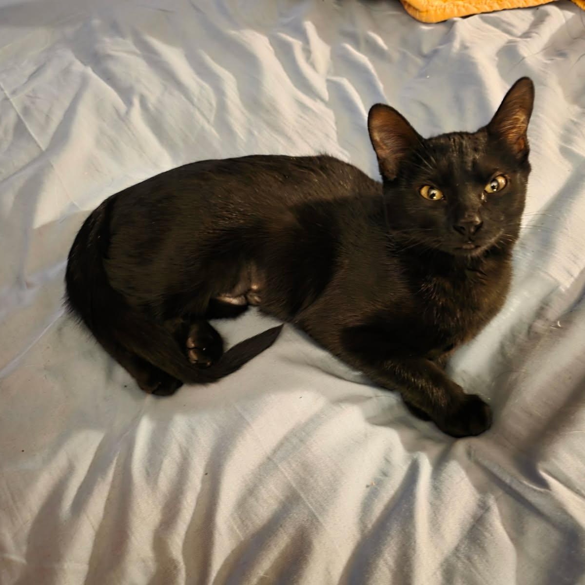 Enlarge ITTY BITTY , a ADOPTABLE mixed breed in Fletcher, OK image 5/6