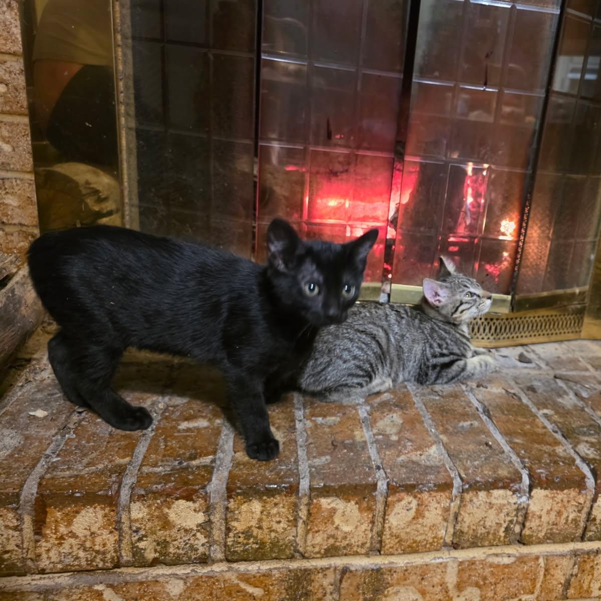 Enlarge ITTY BITTY , a ADOPTABLE mixed breed in Fletcher, OK image 6/6